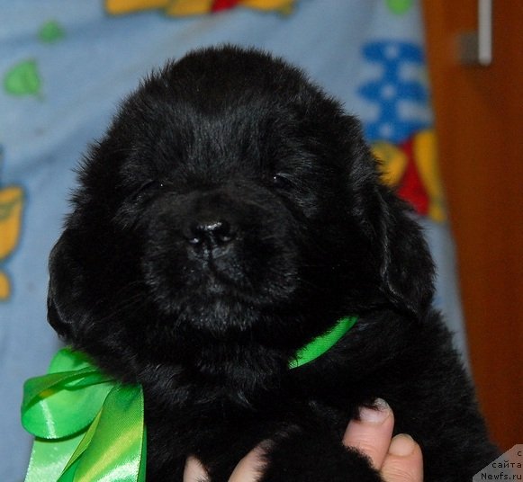 Фото: ньюфаундленд Сент Джонс Юкон Квест