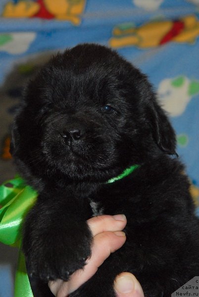 Фото: ньюфаундленд Сент Джонс Юкон Квест