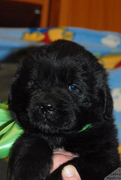 Фото: ньюфаундленд Сент Джонс Юкон Квест