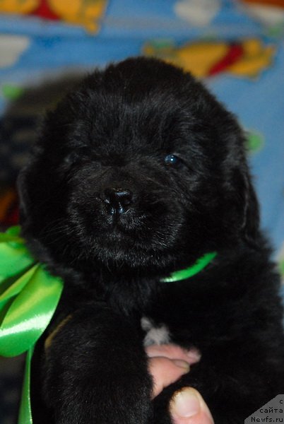 Фото: ньюфаундленд Сент Джонс Юкон Квест