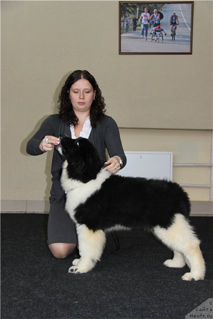 Фото: ньюфаундленд Чувство Стиля от Сибирского Медведя