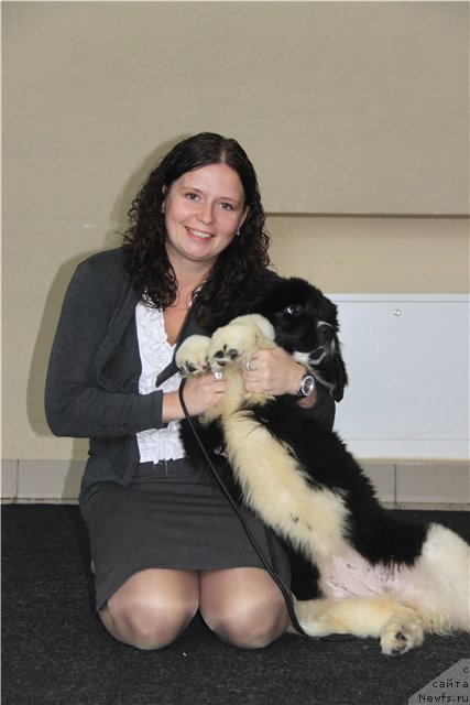 Фото: ньюфаундленд Чувство Стиля от Сибирского Медведя