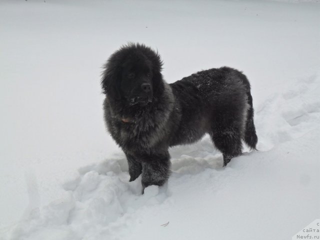 Фотография № 83561