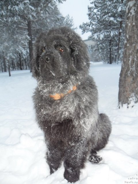 Фото: Омар Шериф