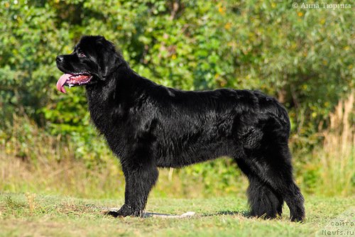 Фото: ньюфаундленд Бегущая по Волнам Разве Этого Мало