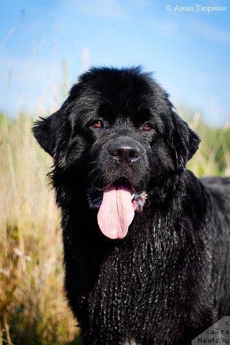 Фото: ньюфаундленд Бегущая по Волнам Разве Этого Мало