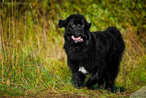 Фото: ньюфаундленд Бегущая по Волнам Разве Этого Мало