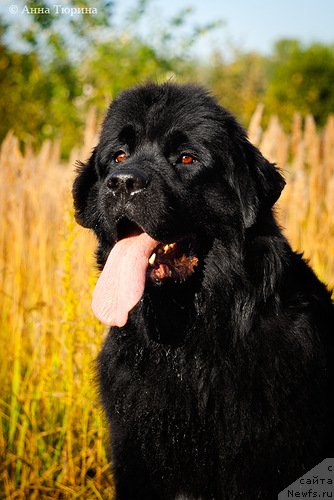 Фото: ньюфаундленд Бегущая по Волнам Разве Этого Мало