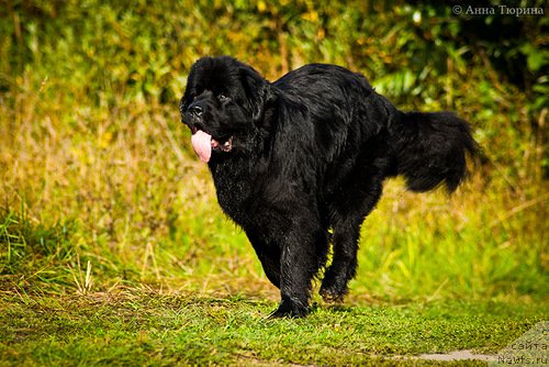 Фото: ньюфаундленд Бегущая по Волнам Разве Этого Мало