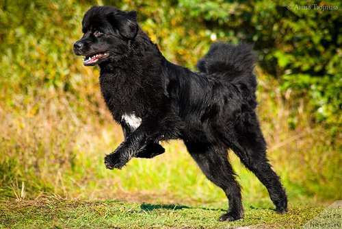 Фото: ньюфаундленд Бегущая по Волнам Разве Этого Мало