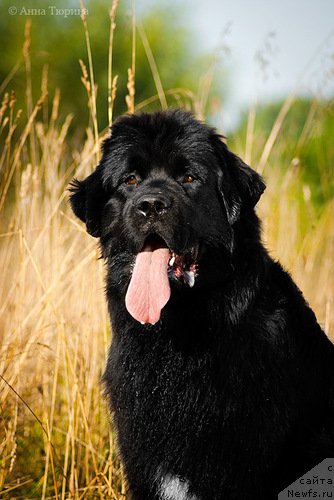 Фото: ньюфаундленд Бегущая по Волнам Разве Этого Мало