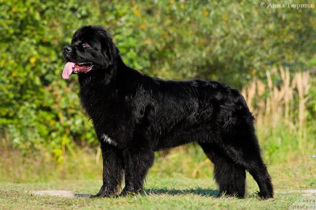 Фото: ньюфаундленд Бегущая по Волнам Разве Этого Мало