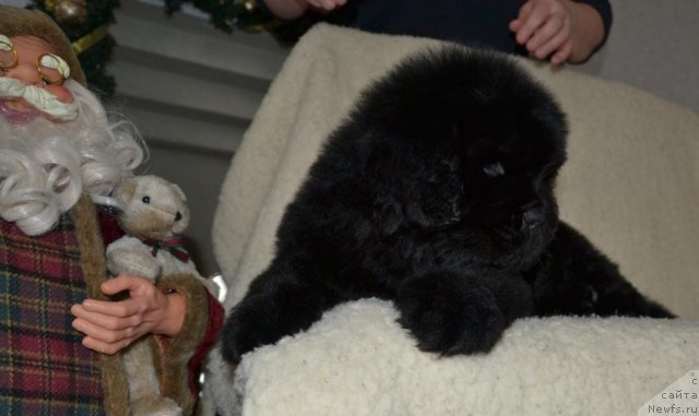 Фото: Щенки п-ка 