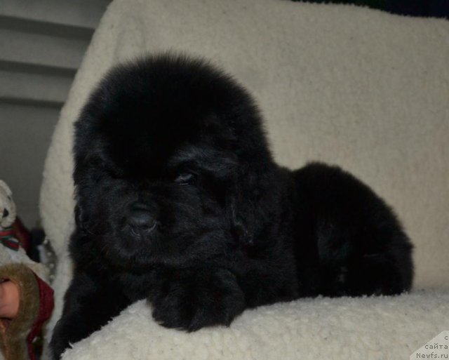 Фото: Щенки п-ка 