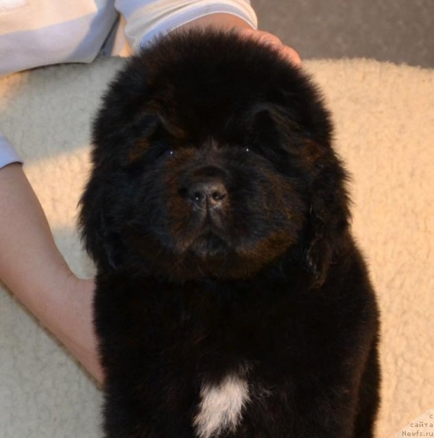 Фото: Щенки п-ка 