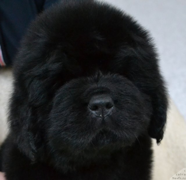 Фото: Щенки п-ка 