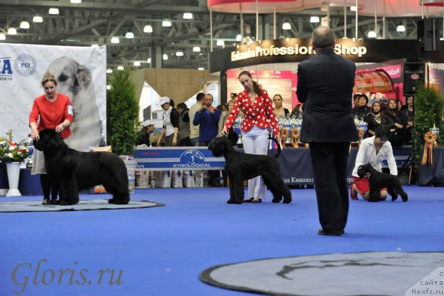 Фото: ньюфаундленд Midnight Lady's Voodoo Priest, Ольга Заливако