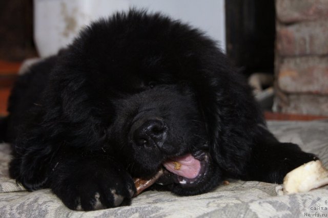 Фото: ньюфаундленд Акватория Келвин Супермен