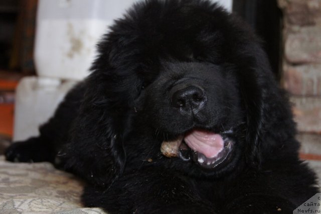 Фото: ньюфаундленд Акватория Келвин Супермен