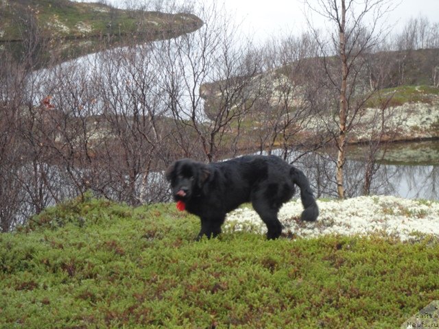 Фотография № 83630