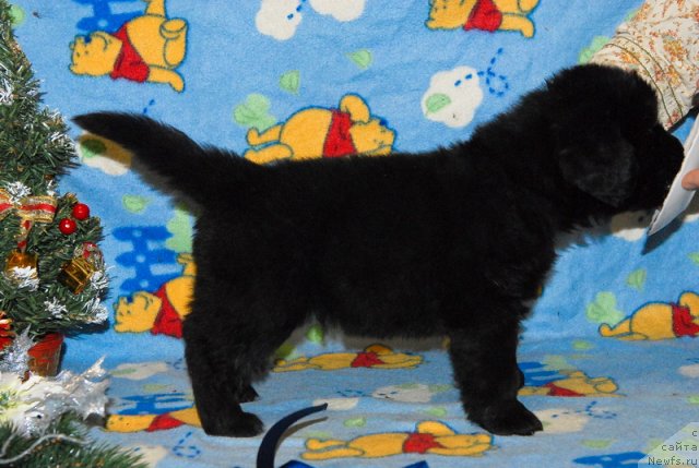 Фото: ньюфаундленд Сент Джонс Ювентус