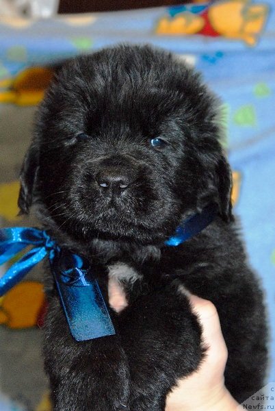 Фото: ньюфаундленд Сент Джонс Ювентус