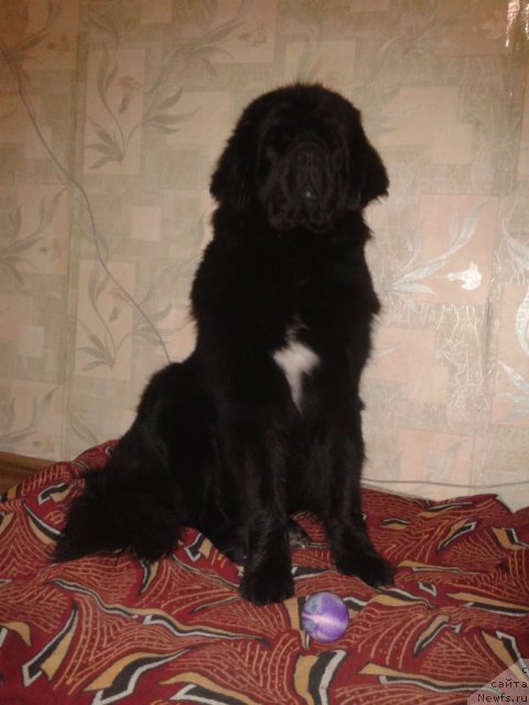 Фото: ньюфаундленд Лесли-Сиа Фловер (Leslley-Sia Flover)