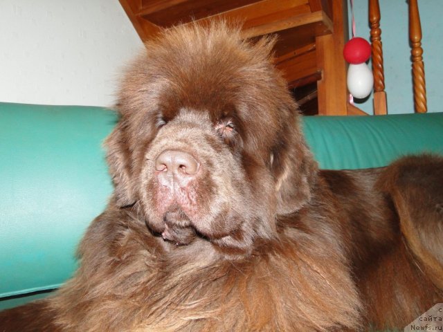 Фото: ньюфаундленд Бархатка Роскошная