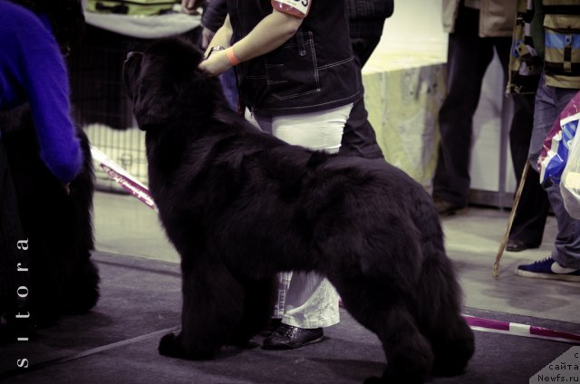 Фотография № 83658