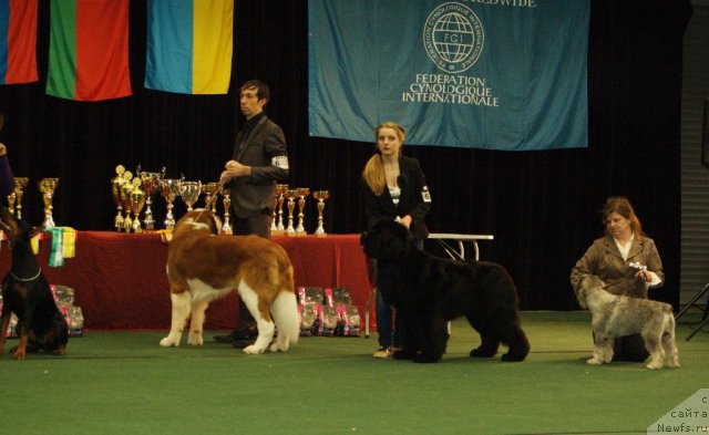 Фото: ньюфаундленд Bowaters Braveheart Nuo Ozo Kalvu