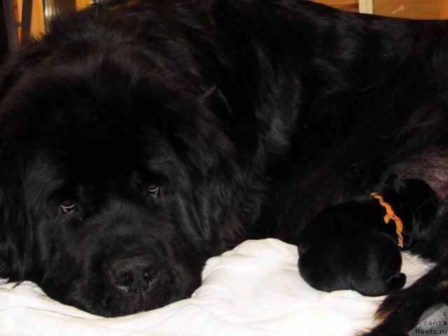 Фото: ньюфаундленд Потап Фелиция (Potap Felicia)