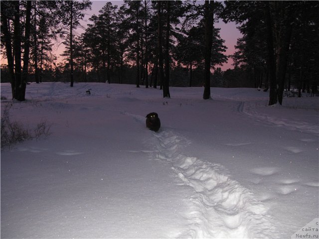 Фото: ньюфаундленд Фактурный Фрукт с Берега Дона (Fakturnyi Frukt s Berega Dona)