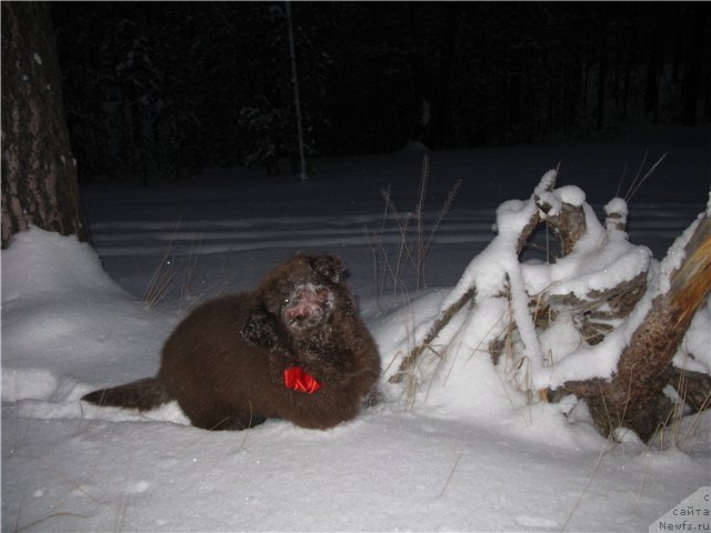 Фотография № 83682