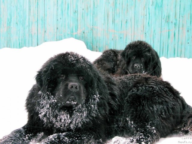 Фото: Кутя, ньюфаундленд Потап Я