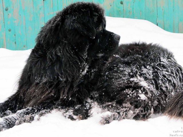 Фото: ньюфаундленд Потап Я