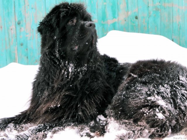 Фото: ньюфаундленд Потап Ягодка