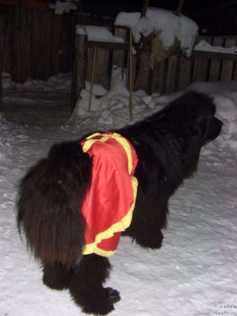 Фото: ньюфаундленд Акин Соул София