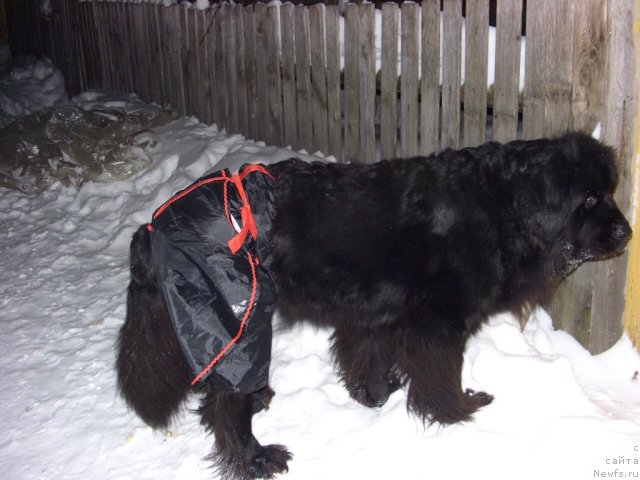 Фото: ньюфаундленд Лесная Сказка Лунная Соната