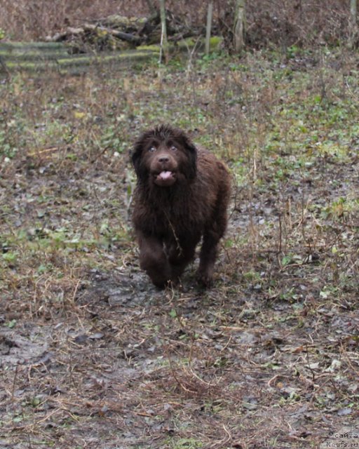 Фото: ньюфаундленд Фееричная Фортунатусси с Берега Дона (Feerichnaja Fortunatussi s Berega Dona)