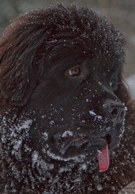 Фото: ньюфаундленд Особа Статная из Медвежьего Яра