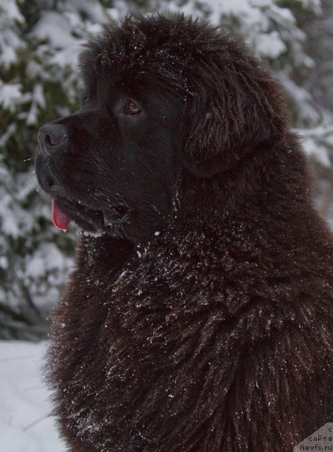 Фото: ньюфаундленд Особа Статная из Медвежьего Яра