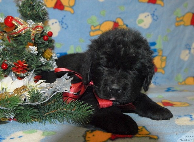 Фото: ньюфаундленд Сент Джонс Юпитер