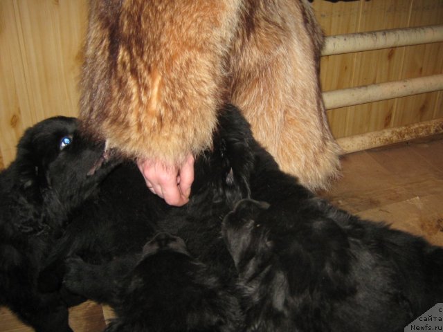 Фото: ньюфаундленд Юнона