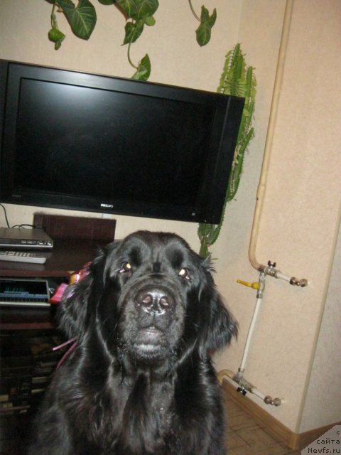 Фото: ньюфаундленд Юнона