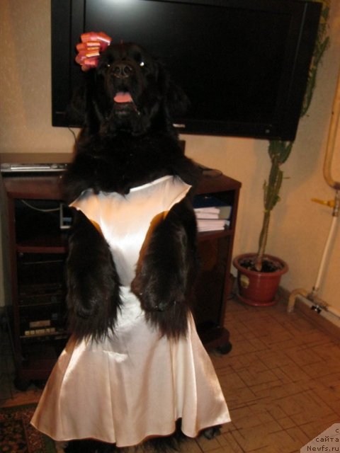 Фото: ньюфаундленд Юнона