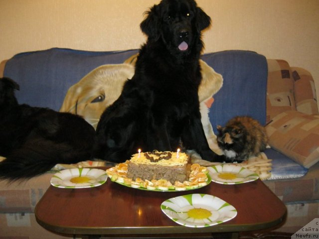 Фото: ньюфаундленд Юнона