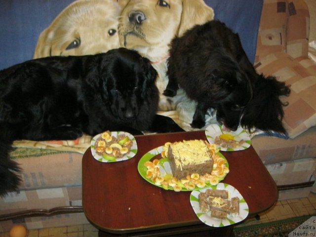 Фото: ньюфаундленд Юнона