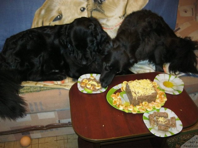 Фото: ньюфаундленд Юнона, Даня