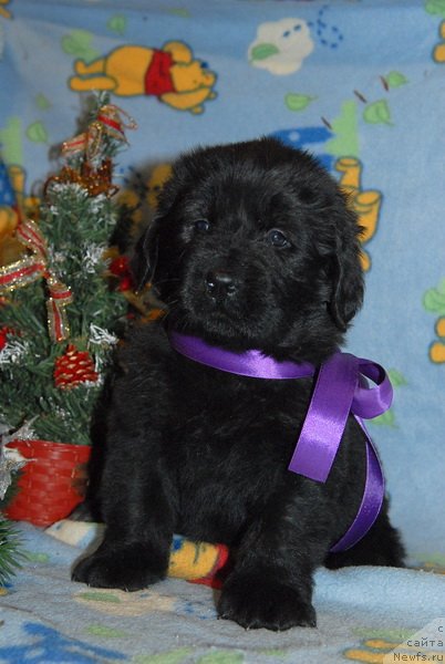 Фото: ньюфаундленд Сент Джонс Ю Май Лав