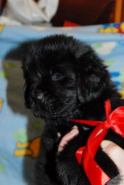 Фото: ньюфаундленд Сент Джонс Югра